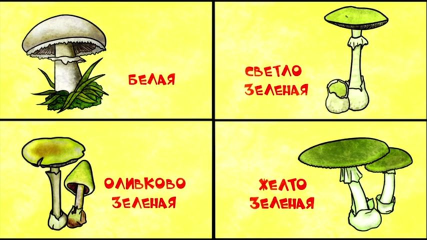 Грибы под деревом названия. Грибы для детей. Под какими деревьями растут грибы. Почему некоторые грибы. Грибы растущие под деревьями.